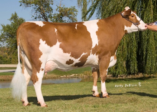 Dual purpose _FleckviehCow